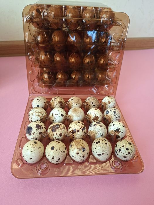 Перепелині яйця  Техас  Селадон