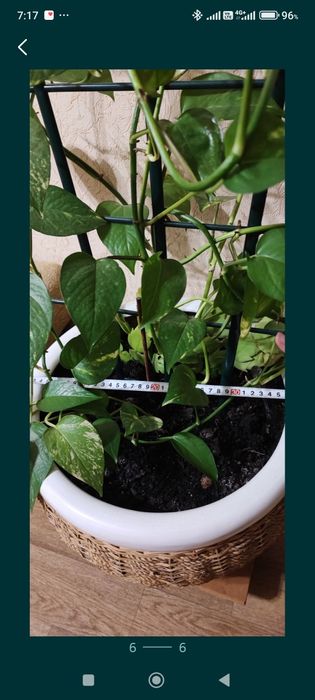 Продам плетёные горшок с красивым цветком.