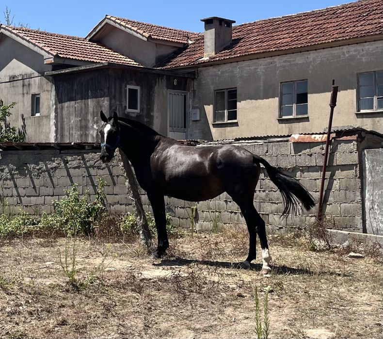Egua lusitana preta 5 anos montada gestante
