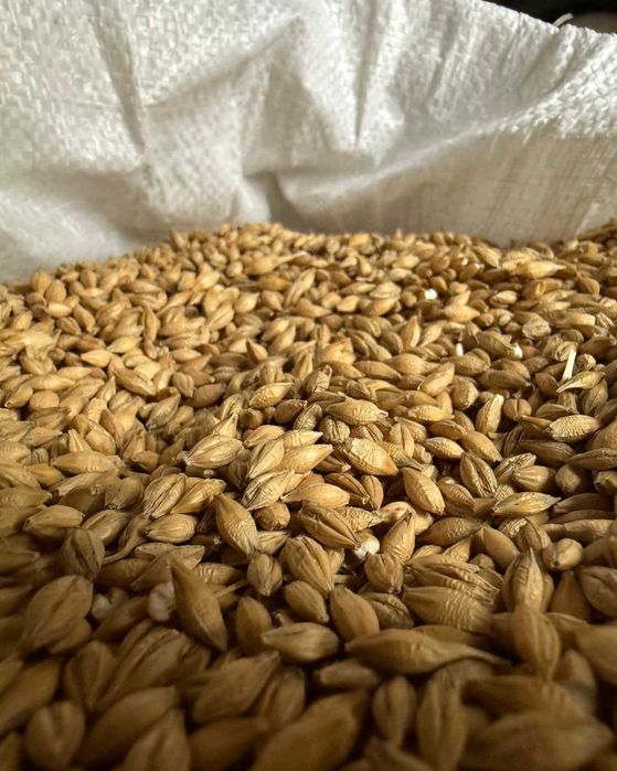 Jęczmień Jary Gruby