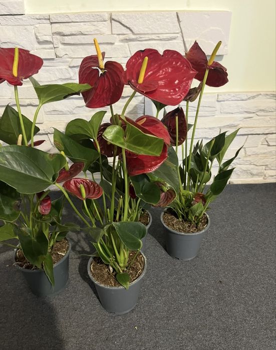 Антуріум! Розпродаж!Уцінка!