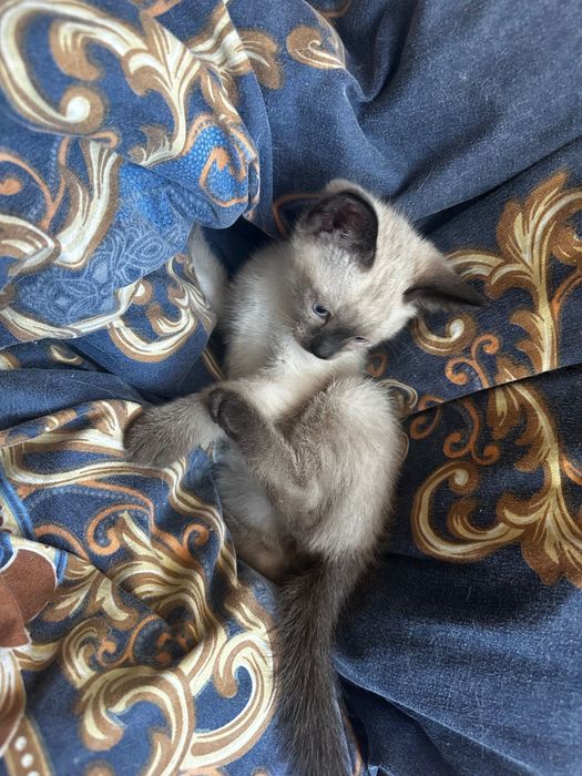 Сіамські котики шукають люблячу родину