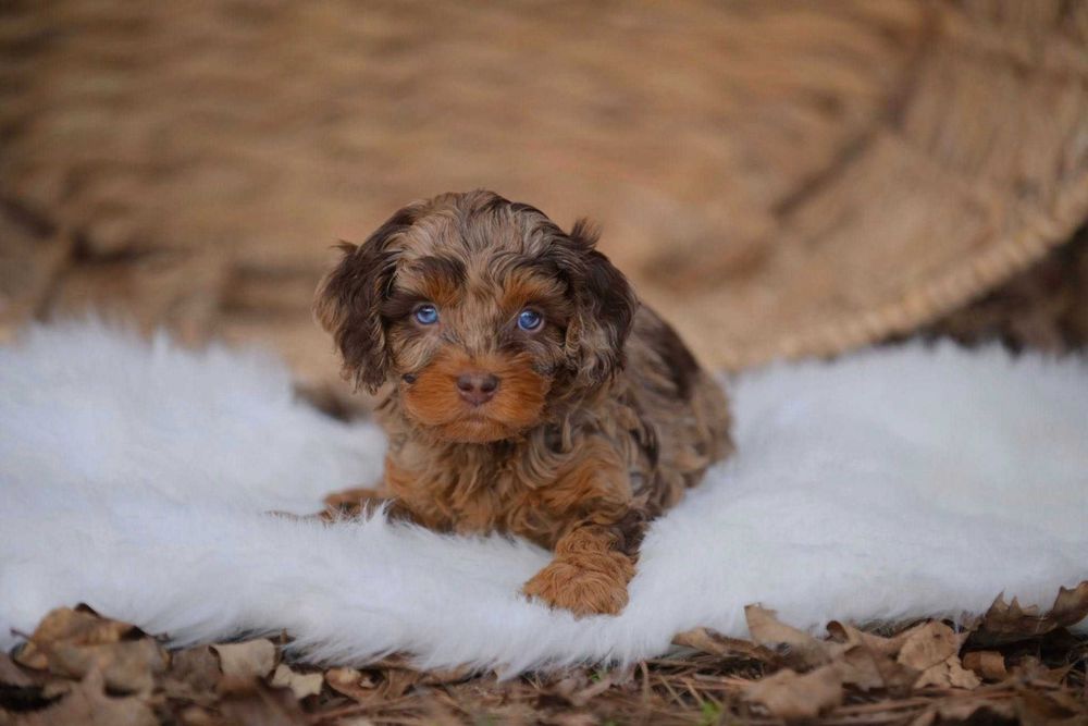 Cockapoo merle disponível