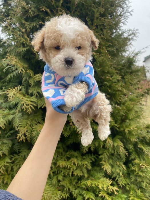 Мальтіпушки мініки мальтипу