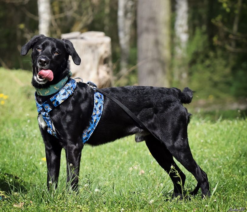 Oddany do schroniska Mailo szuka domku