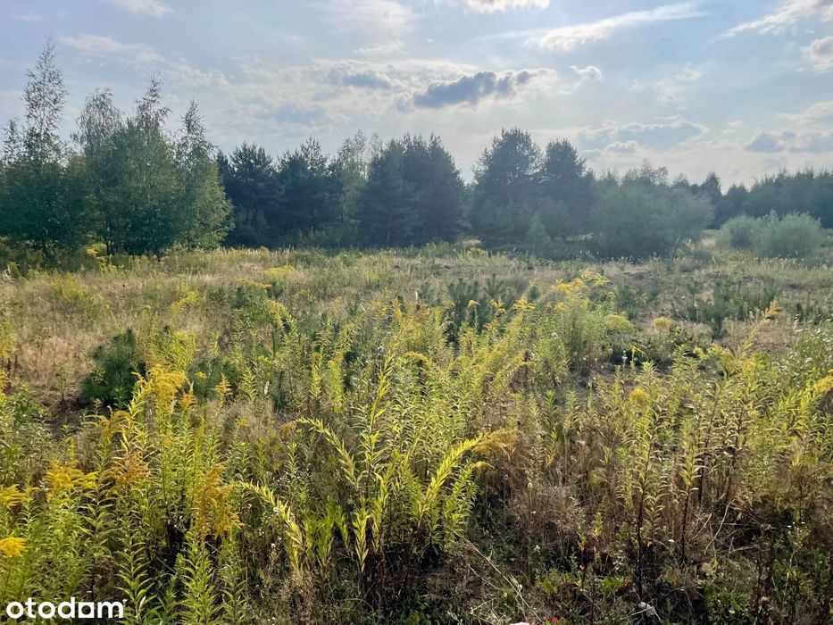 Bezpośrednio - sielska działka nad stawem koło lasu - 26km od Warszawy