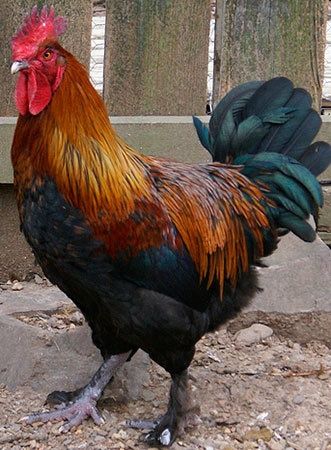 Півник і 9 курочок Марана,продам!