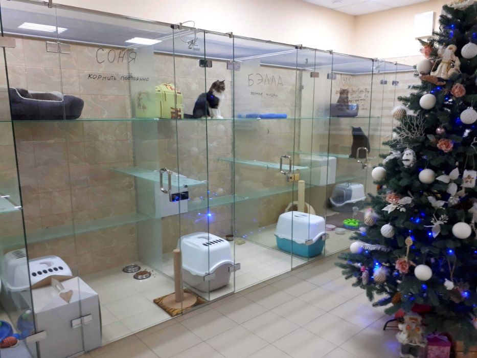 Готель, гостиниця, перетримка тварин котів та кішок в Києві "КАЗКА"