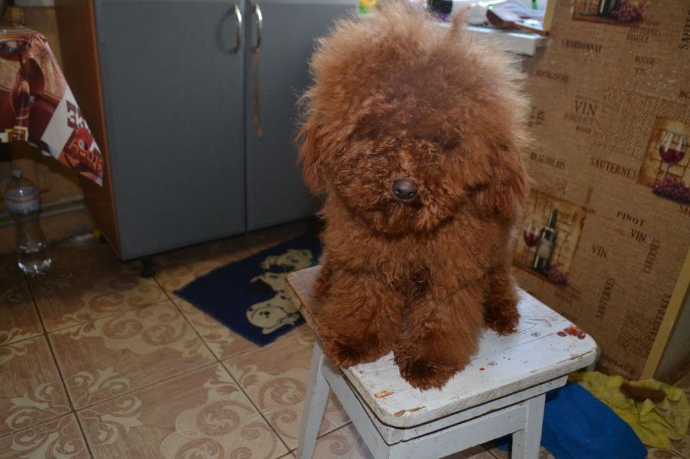 Пудель той для вязки опытный