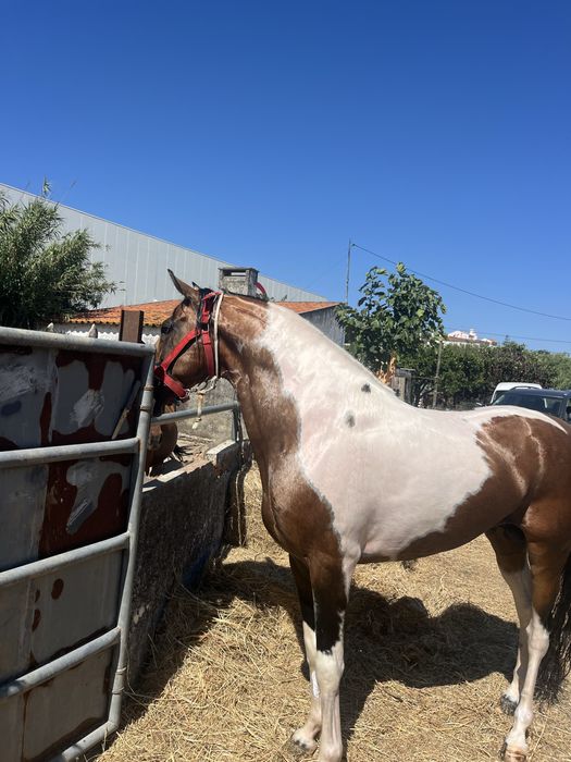 Cavalo malhado palomino