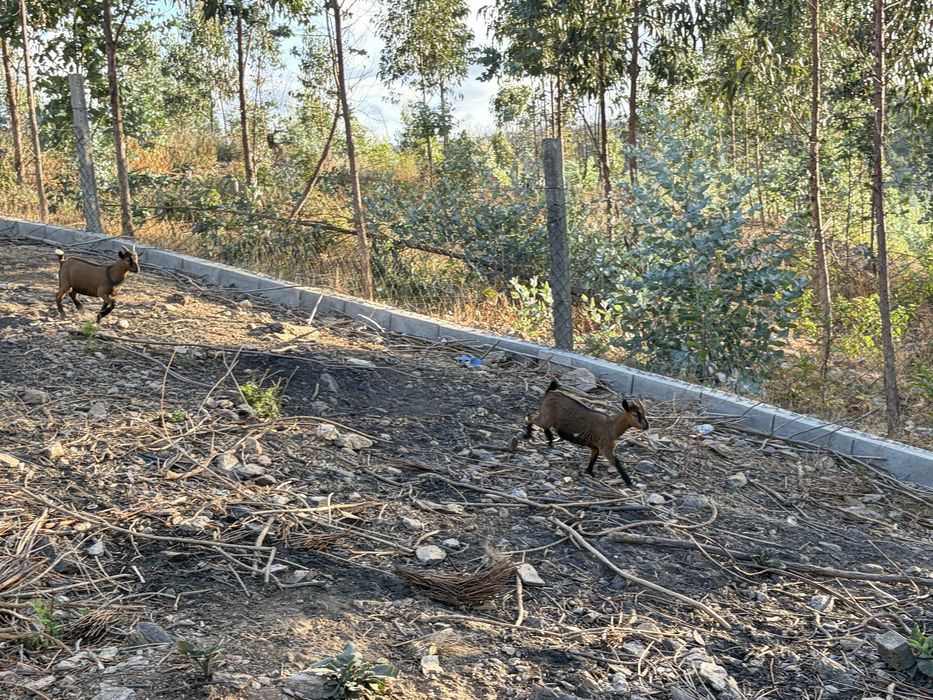 Cabras Anas para ceder