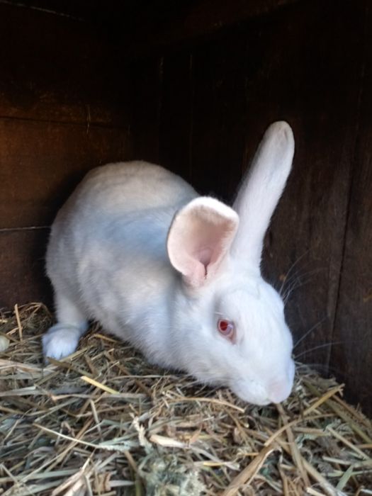 Паровані кролиці