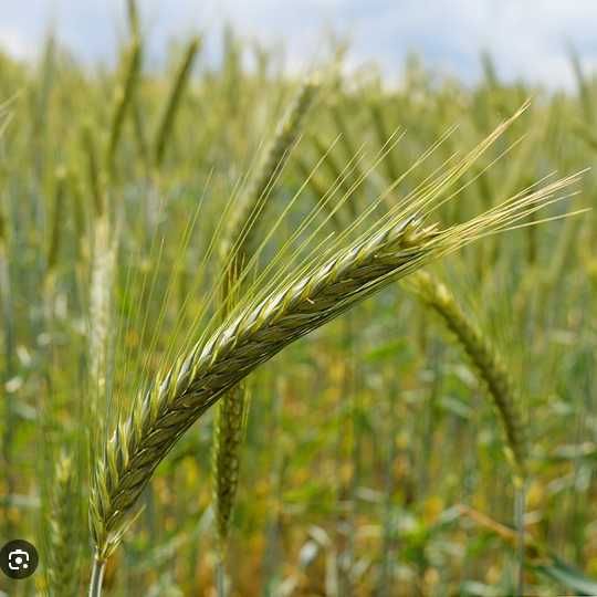 Żyto ozime  SU IVAR - hybrydowe