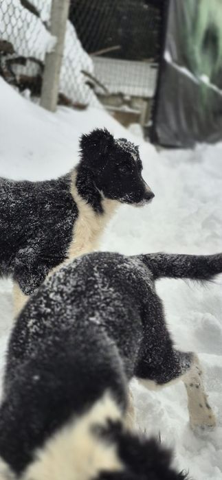 Sprzedam suczkę Border collie