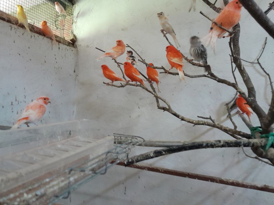 Canários vermelho intenso , arlequins e Ágata vermelho