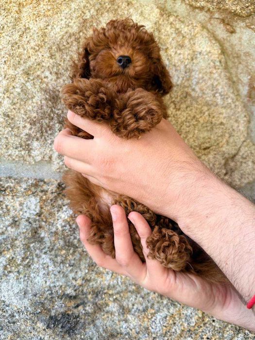 Toy Caniche Macho Menino Disponível