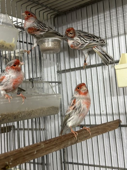 Frizados sul e norte