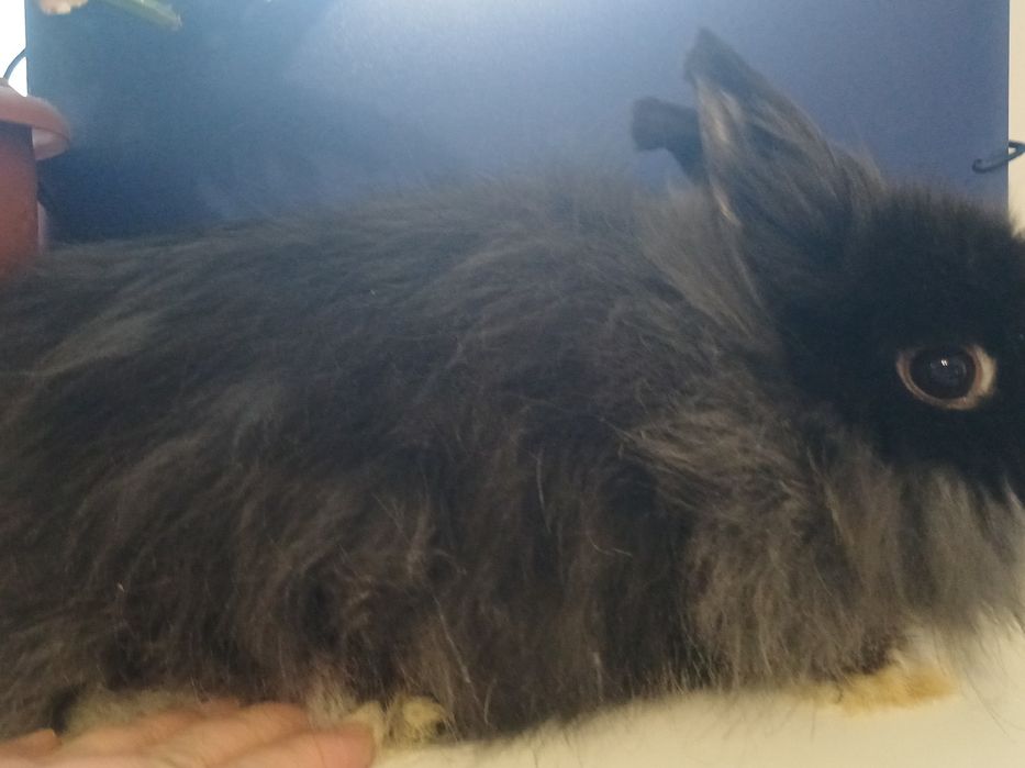 Декоративнi кролики, карликовий кролик