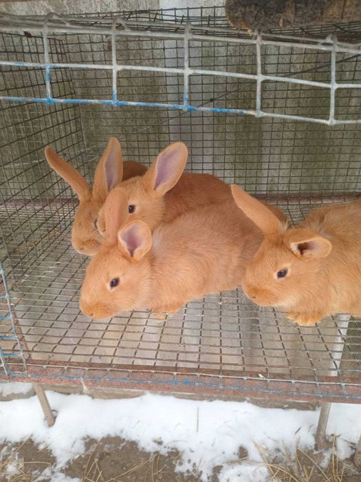 Кроліки родословна