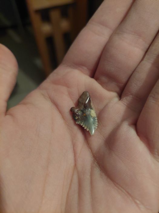 Fóssil dente Hemipristis serra