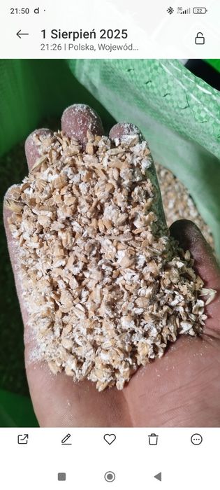 Pszenica, Kukurydza Gnieciona