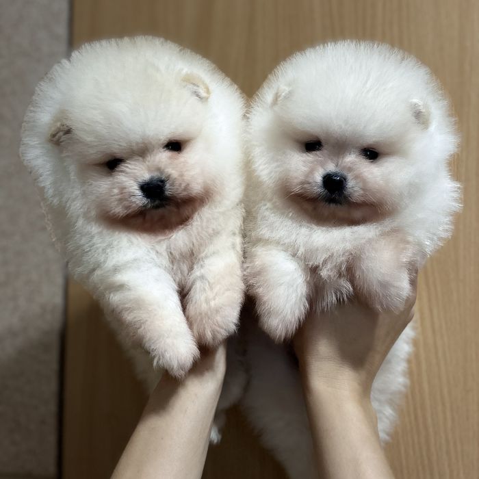 лялькові Ведмедики шоу классу.