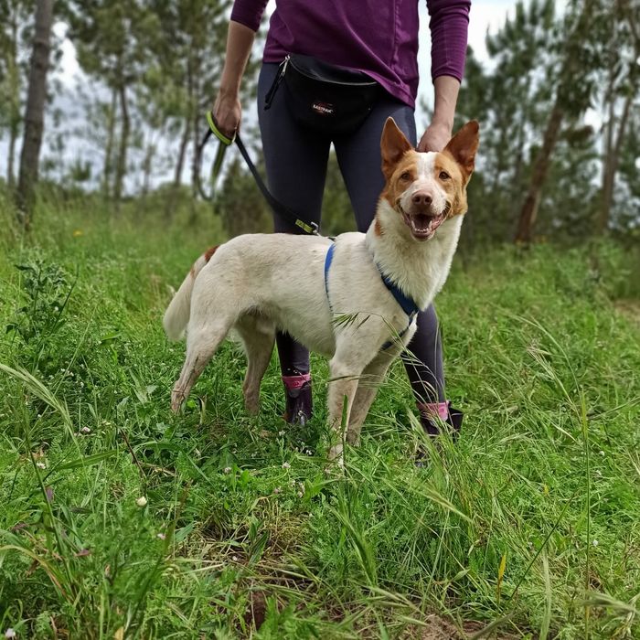 Leslie- cachorro de porte médio para adoção