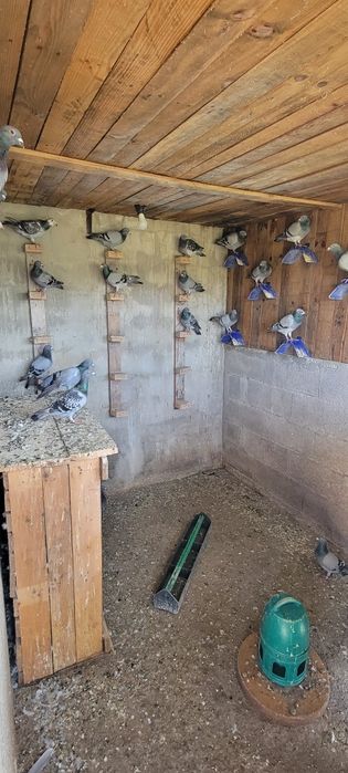 Pombos Correios (Cerca de 25 aves)