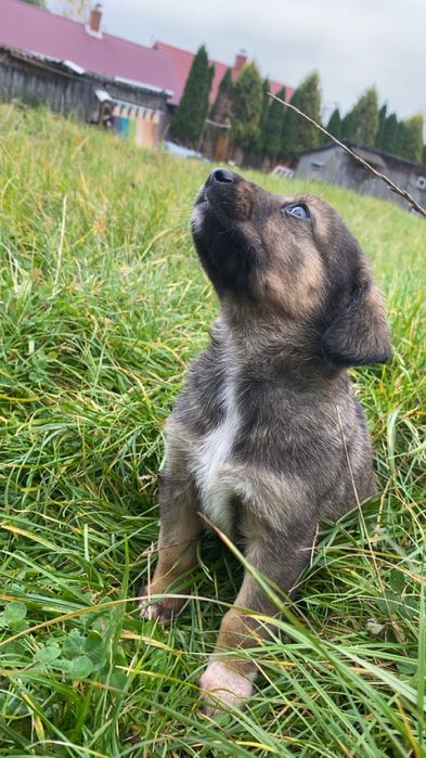 Pieski szukają domu są dwie suczki i jeden chlopak