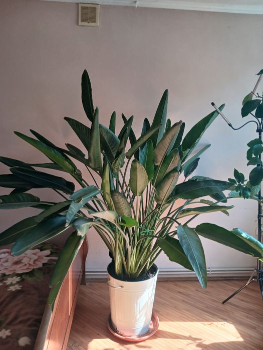 Продам  Стрелицию  королевскую