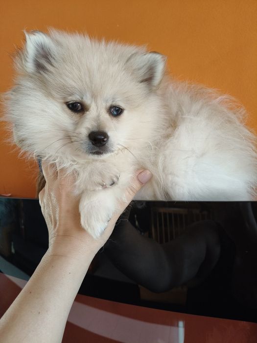 Spitz alemão menino Red Merle