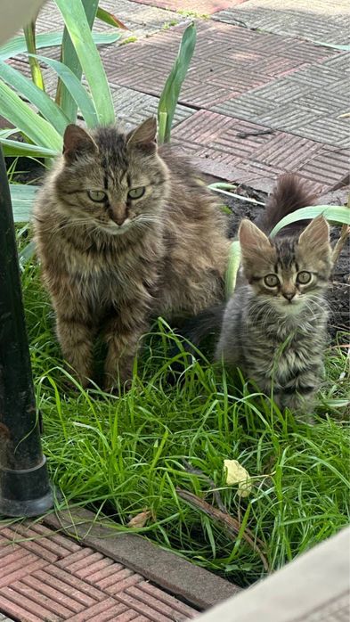 Віддам кошеня в добрі руки