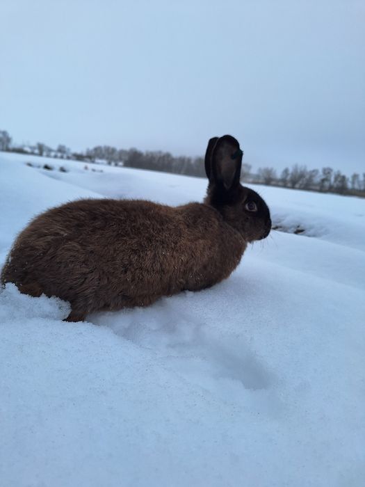 Króliki kuny wielkie brązowe z rodowodem