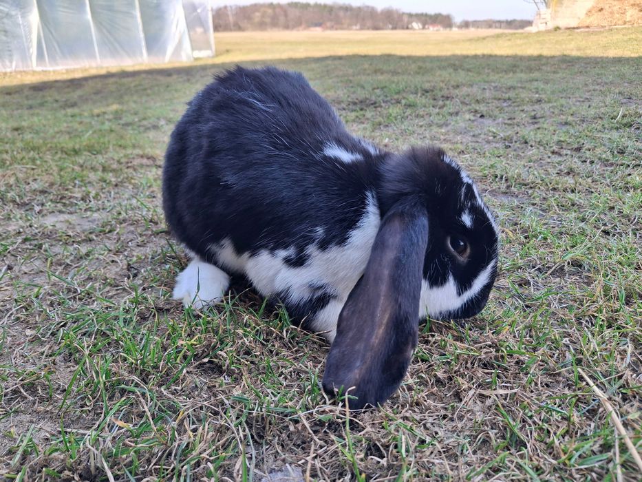 Króliki na sprzedaż