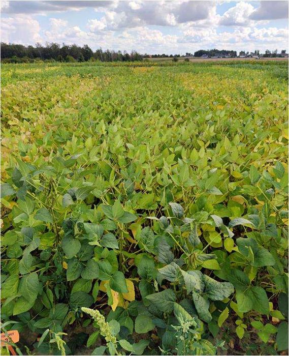 Soja, nasiona soi FAVORIT wczesna 000