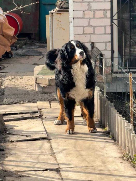 Мальчик бернского зенненхунда для вязки