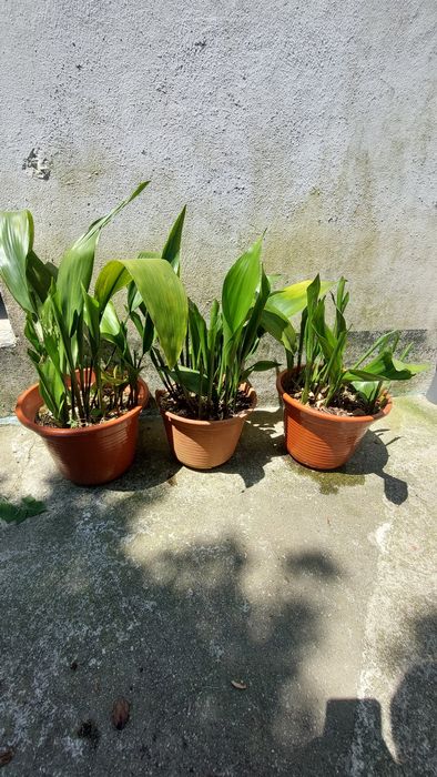 Vários vasos de aspidistra elatior, planta para interior ou exterior