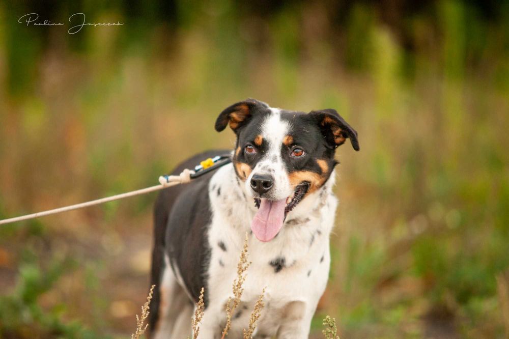 Delikatna Diuna bardzo potrzebuje domu!