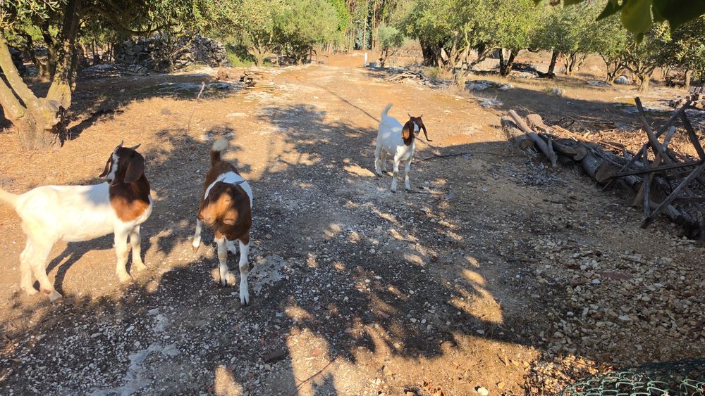 Cabras boer lindas