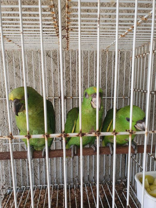 Papagaio auropalliata casal de 2025