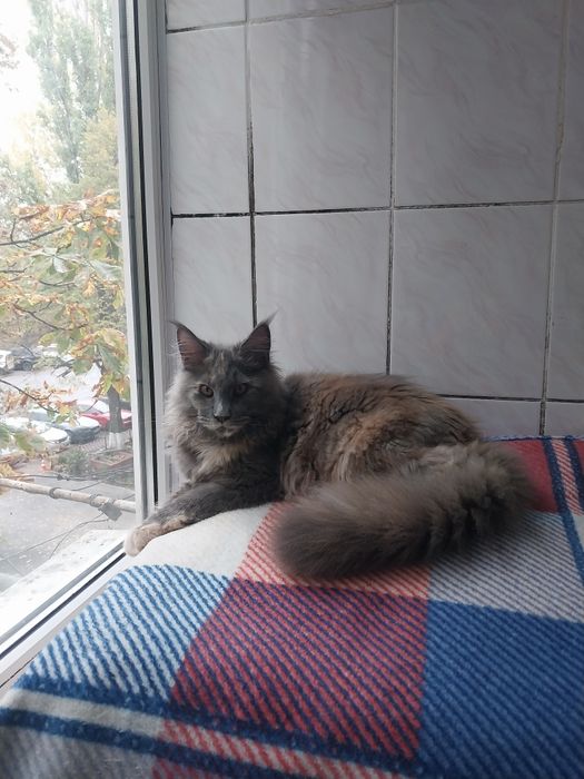 МЕЙН -КУН  котята