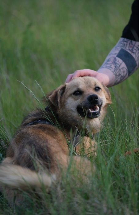 Zaginął pies Homerek