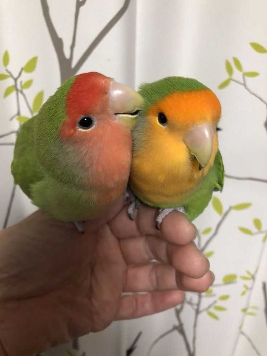 Agraponis/Roseicolis domésticados