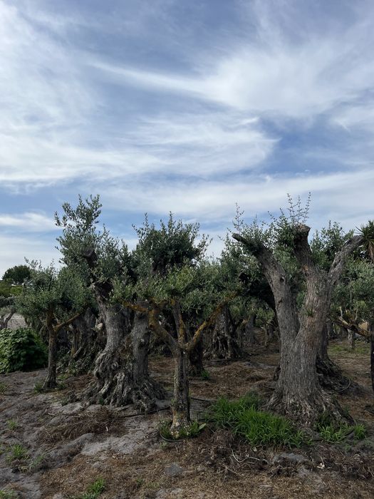 Venda de Plantas/Árvores