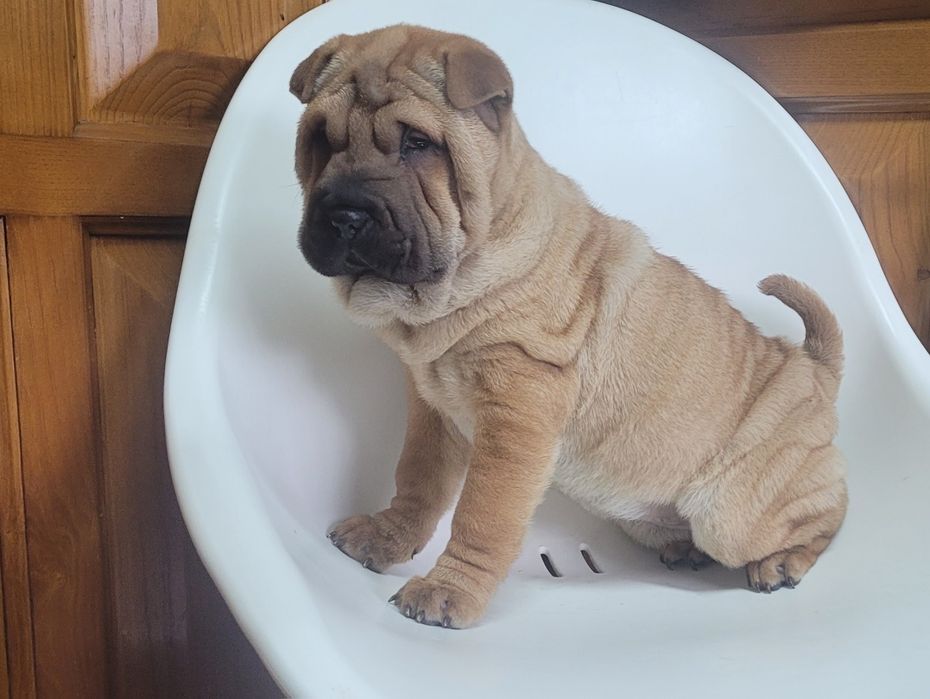 Sharpei femea 2 meses
