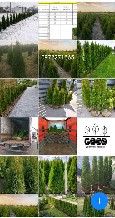 Туя. Туї. Смарагд. від 1-5 м. Доставка. Від виробника. Гурт. Якість