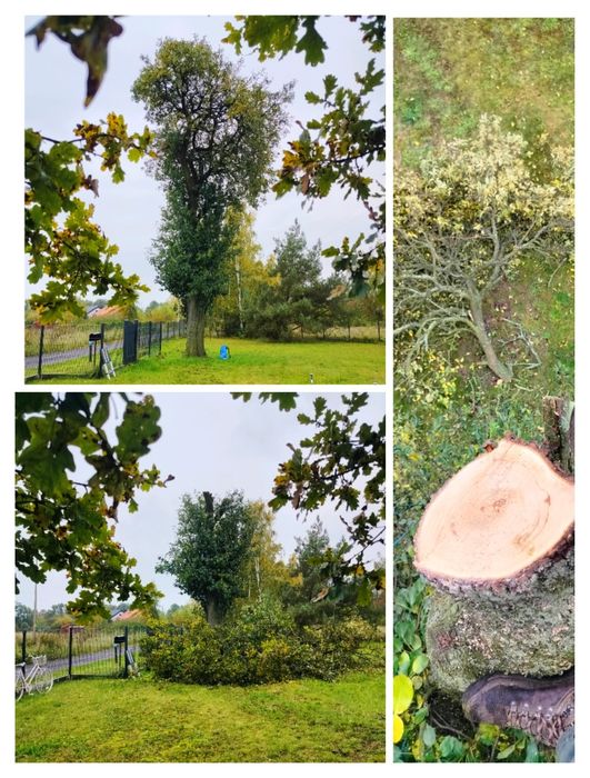 Wycinka drzew, czyszczenie działek, pracę na wysokości, pilarz, drwal,