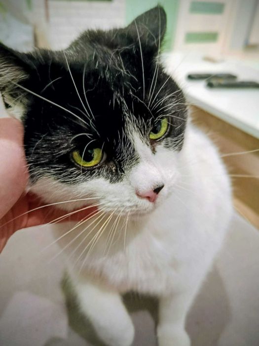 Koty do adopcji Bytom