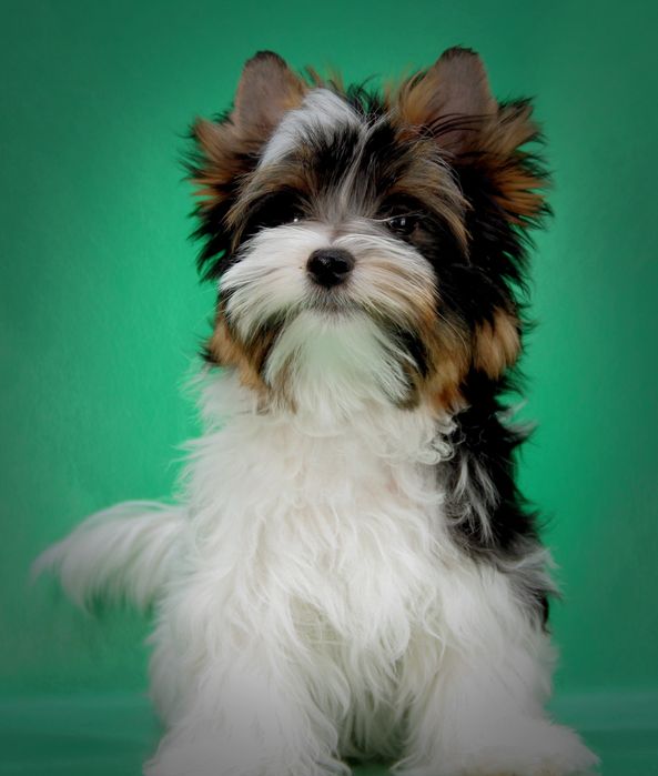 Цуценя бівер йорка. Хлопчик.