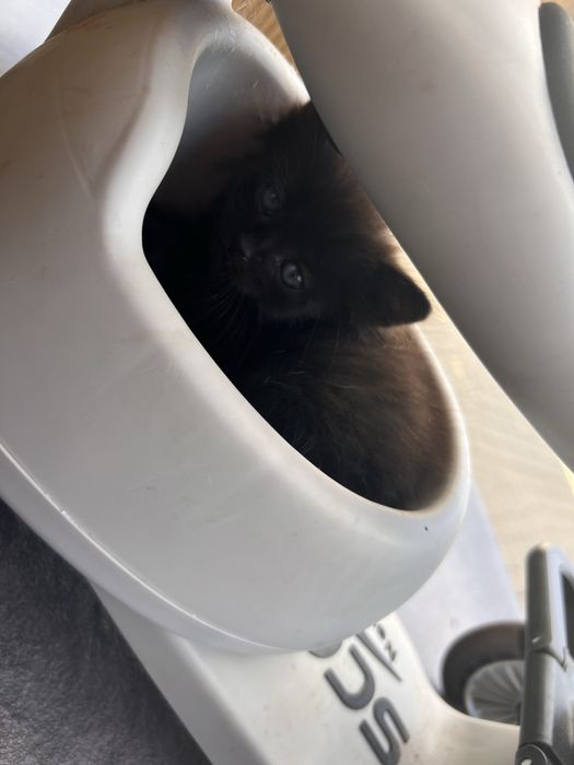 Котики в добрі руки